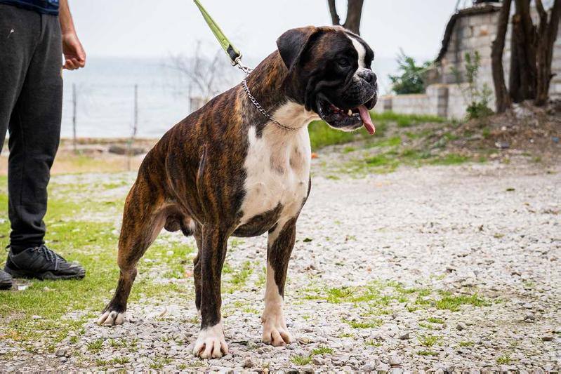 Crom Imagenista | Boxer 