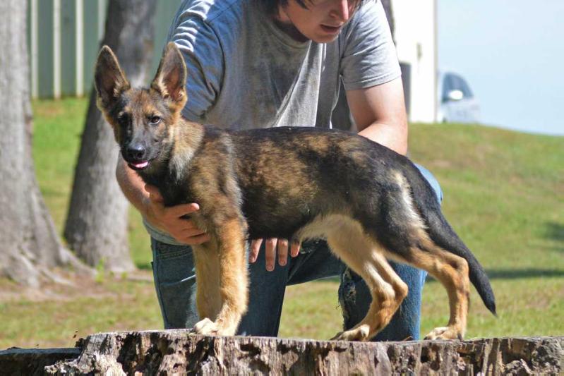 Xarah vom Alt-Ostland | German Shepherd Dog 