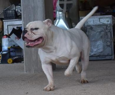 Cerberus Bulls Hermes | American Bulldog 