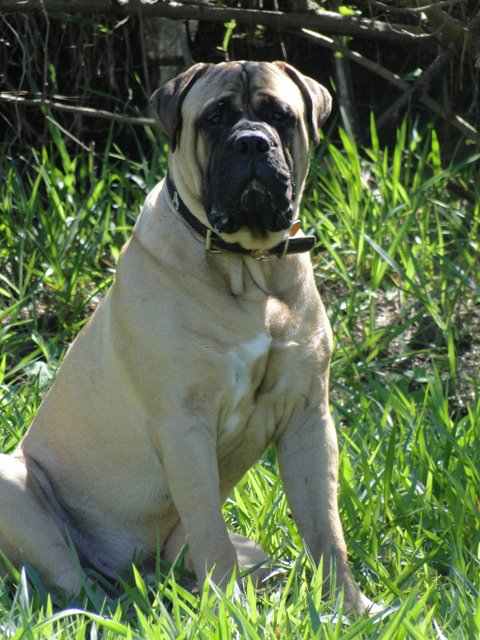 Pepperbull's One in a Million | Bullmastiff 