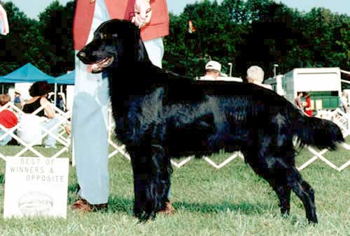 Fossdyke Helmsman of Shargleam | Flat-Coated Retriever 