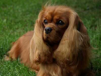 Liane's Pretty Woman | Cavalier King Charles Spaniel 