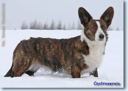 BAGERA FAWORYTKA Controversia | Cardigan Welsh Corgi 