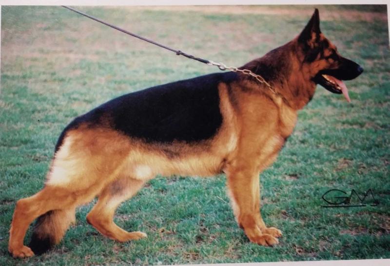 Hulk von der Michaelswiese | German Shepherd Dog 