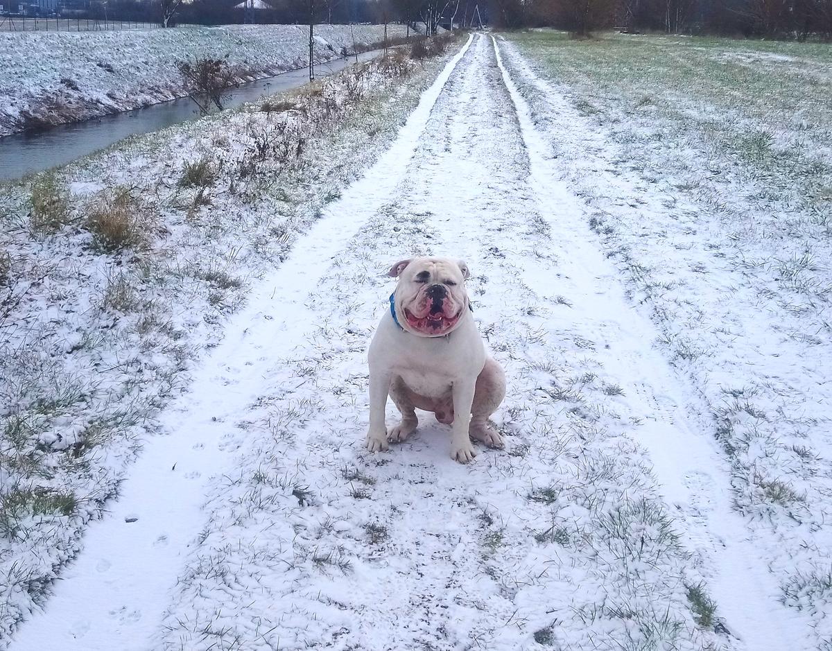 Prince Tajomný dvor Koválov | American Bulldog 