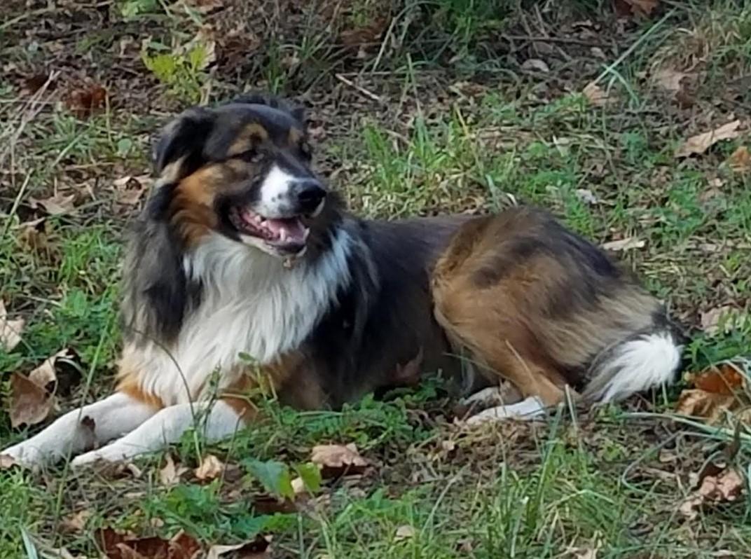 Flashbar Farms Bennet | English Shepherd 