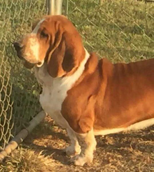 Barnes'  Kentucky Copper | Basset Hound 