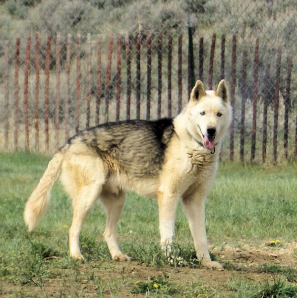 Sepp-Alta’s Griffen At Windy Ridge | Siberian Husky 