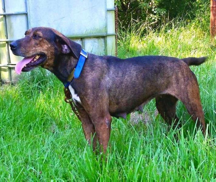 Comeaux's Bonnie Parker | Catahoula Leopard Dog 