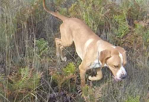 Jerry do Couto de Ulveira | Portuguese Pointer 