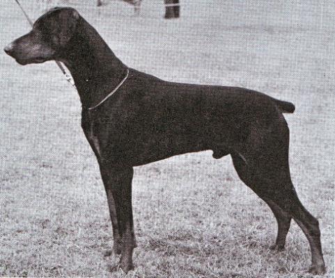 Tumlow Storm Caesar | Black Doberman Pinscher