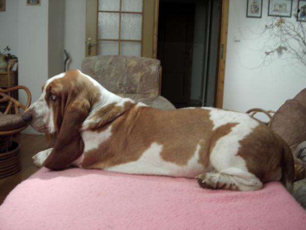 BRONNY GLOOMY CLOWN | Basset Hound 