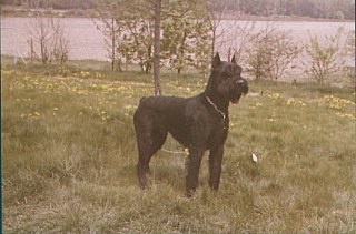 Hondo vom Günterstal | Giant Schnauzer 