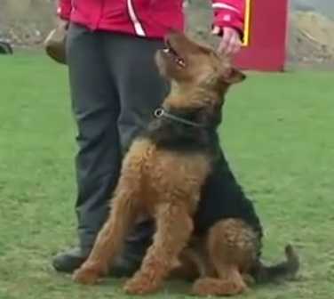 Arthus von Bella Donna | Airedale Terrier 