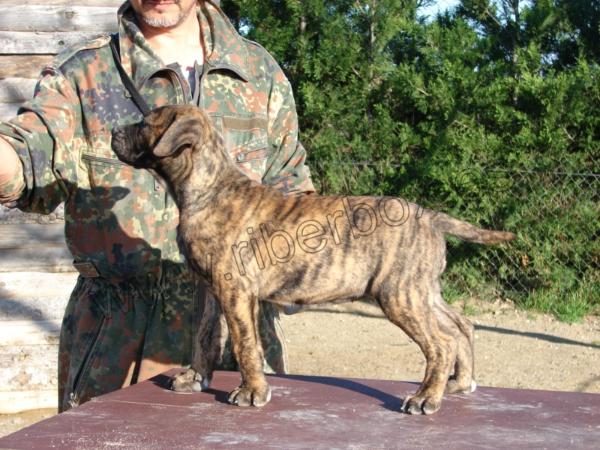 Riberbox Foxy (Rumba) | Perro de Presa Canario 