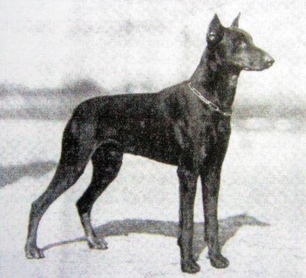 Kanzler v. Sigalsburg | Black Doberman Pinscher