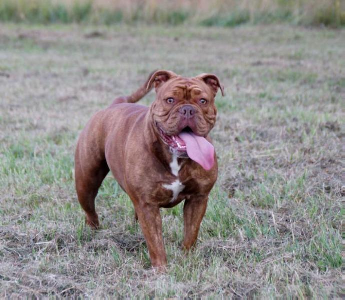 Østergaard's Myrna | Olde English Bulldogge 