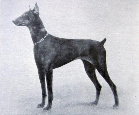 Erna v. Graf Zeppelin | Black Doberman Pinscher