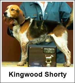 Kingwood Shorty | Beagle 