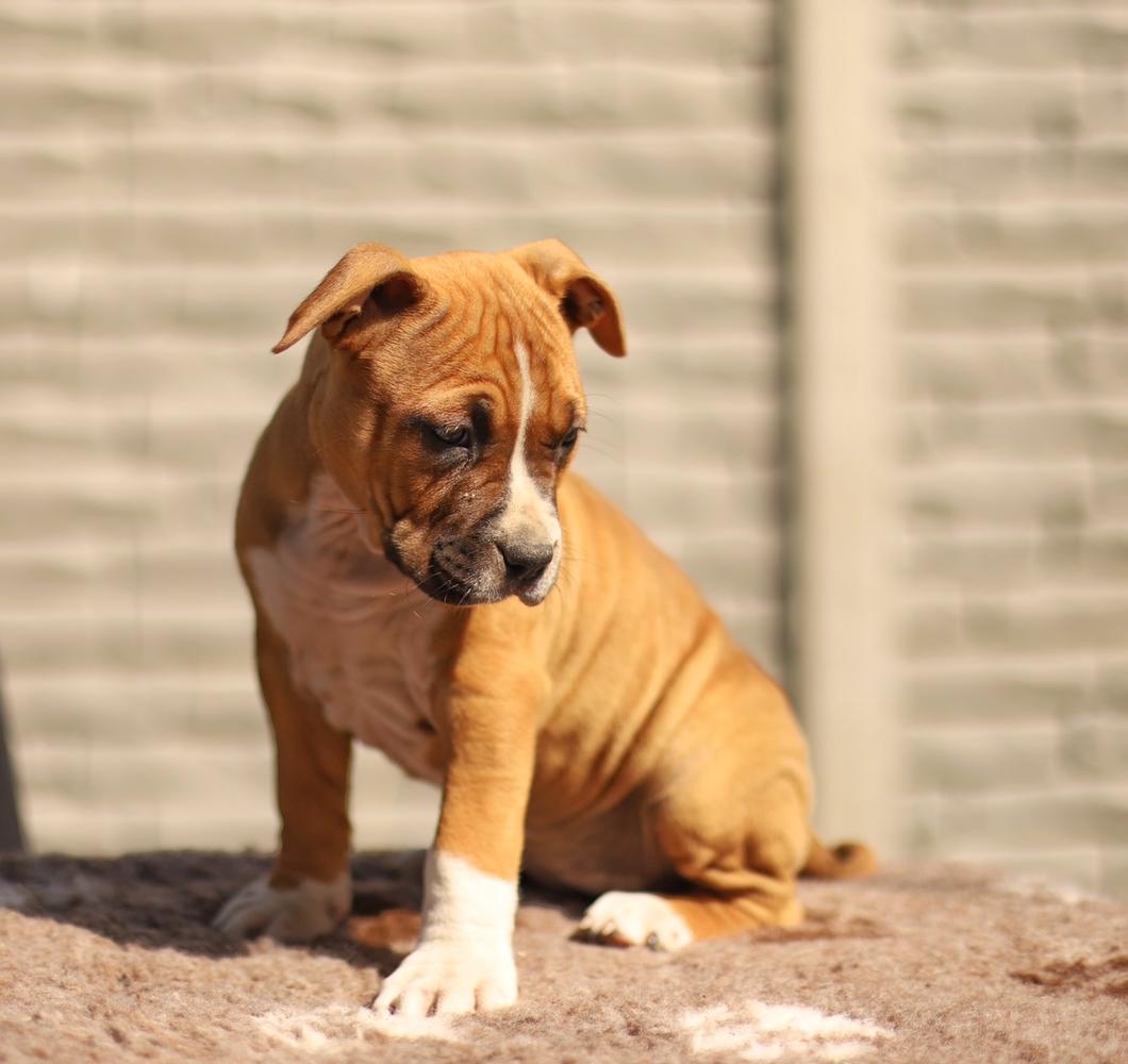 Abra Goddess Touch | American Staffordshire Terrier 