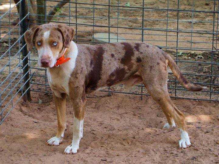 Wager's Fred | Catahoula Leopard Dog 