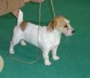 Myrmidon Jack Goya | Jack Russell Terrier 