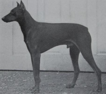 Glen of Garry Glen | Brown Doberman Pinscher