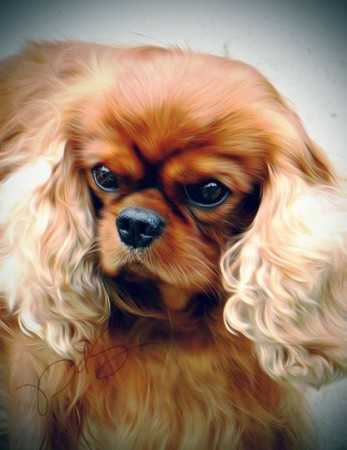 L'or Perle Du Sahel | Cavalier King Charles Spaniel 