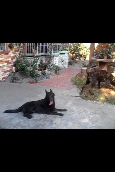 VIVA LAZARO BLACK PANTHER | Dutch Shepherd 