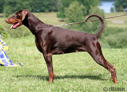 Kriegerhof Rosine | Brown Doberman Pinscher