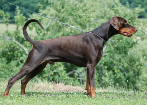 Kriegerhof Quasim Nokomis | Brown Doberman Pinscher