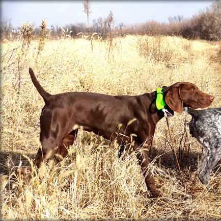 Ringo Van Wick | German Shorthaired Pointer 