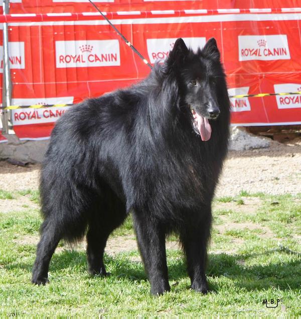 Fredy de Belliamici | Belgian Groenendael 