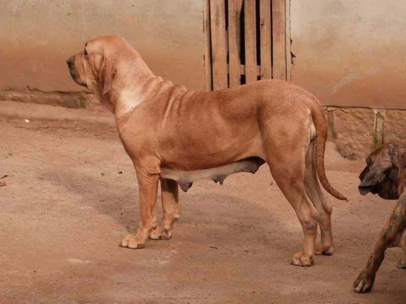 Fortalesa Rehbahn Angelina Jolye | Fila Brasileiro 