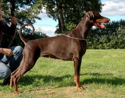 Kriegerhof Quality Nokomis | Brown Doberman Pinscher