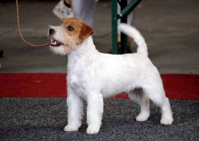 Monamour La La La Lovesong | Jack Russell Terrier 