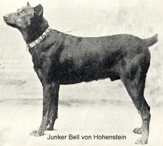 Junker Bell v. Hohenstein | Black Doberman Pinscher