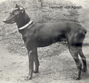 Helmuth Frauenlob v. Haiterbach | Brown Doberman Pinscher