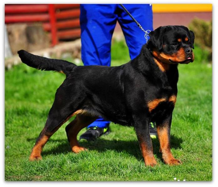 Lily Of Sanny Hill | Rottweiler 