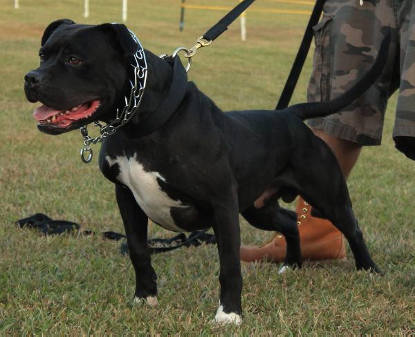 Alpha &amp; Omega's Zeus | American Bulldog 