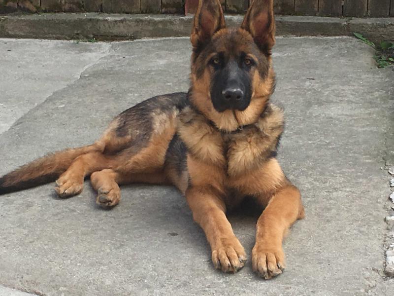 Brown Jack Justin Haus von King | German Shepherd Dog 