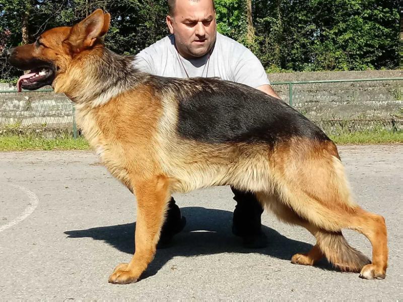 Irok von Panoniansee | German Shepherd Dog 