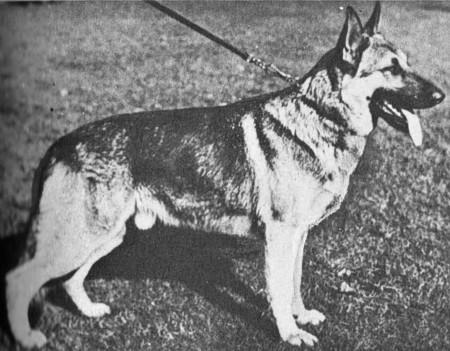 Quido von Durmersheim | German Shepherd Dog 