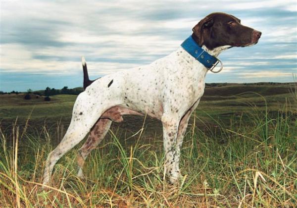 Showtime's Rollin' Thunder | German Shorthaired Pointer 