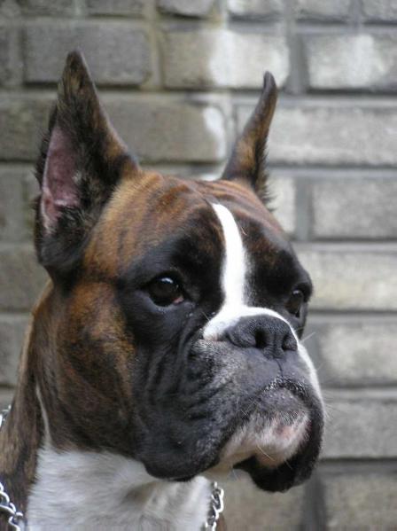 Genny z Ringu | Boxer 