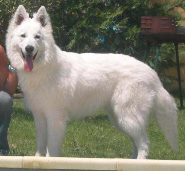 Avhane LORDS OF THE WHITE SHEPHERD | White Swiss Shepherd Dog 