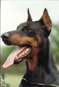 Indio v. Weser-Ems | Black Doberman Pinscher