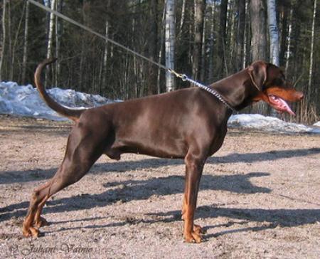 Indiana Betelges | Brown Doberman Pinscher