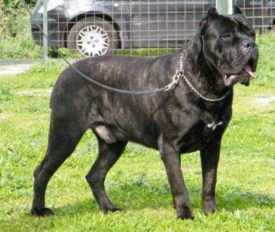 Mikos Valle del Salso | Cane Corso 