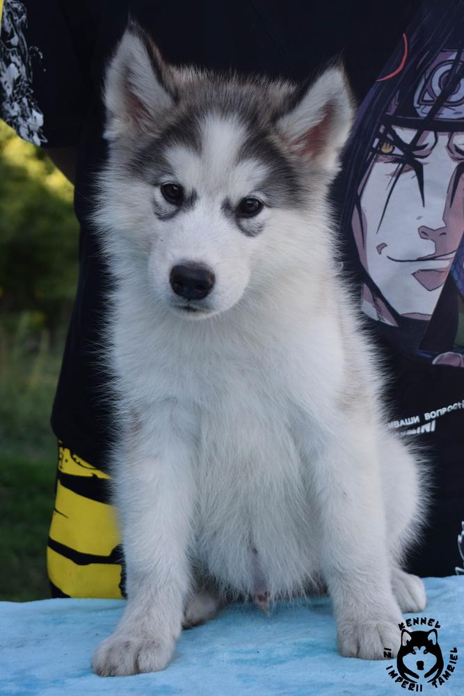 Albedo iz Imperii Tamriel | Alaskan Malamute 